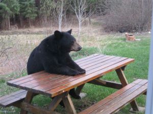Bear at a picnic table.